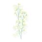 Preview: Sticker transparent, Fenchel