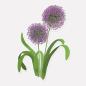 Preview: Aufkleber mit zwei lila Allium