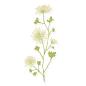 Preview: Sticker transparent, Wildblume
