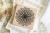 rubber stamp ear of corn